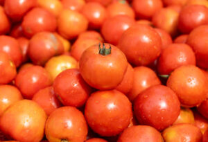Why are tomato prices still high?