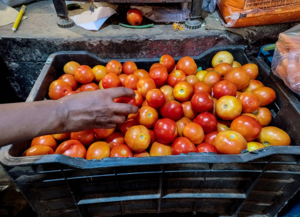 Why are tomato prices still high? Why are tomato prices still high?